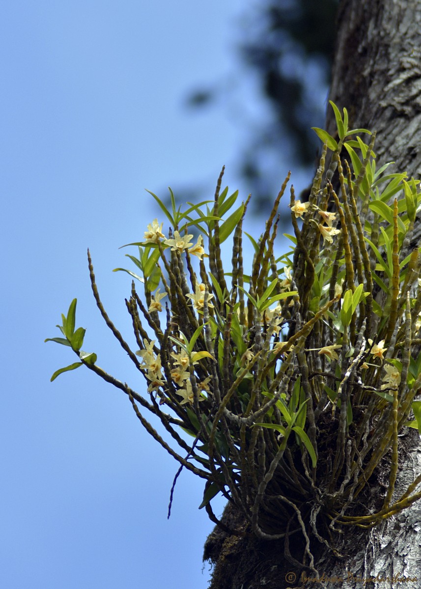 Dendrobium heterocarpum Wall. ex Lindl.